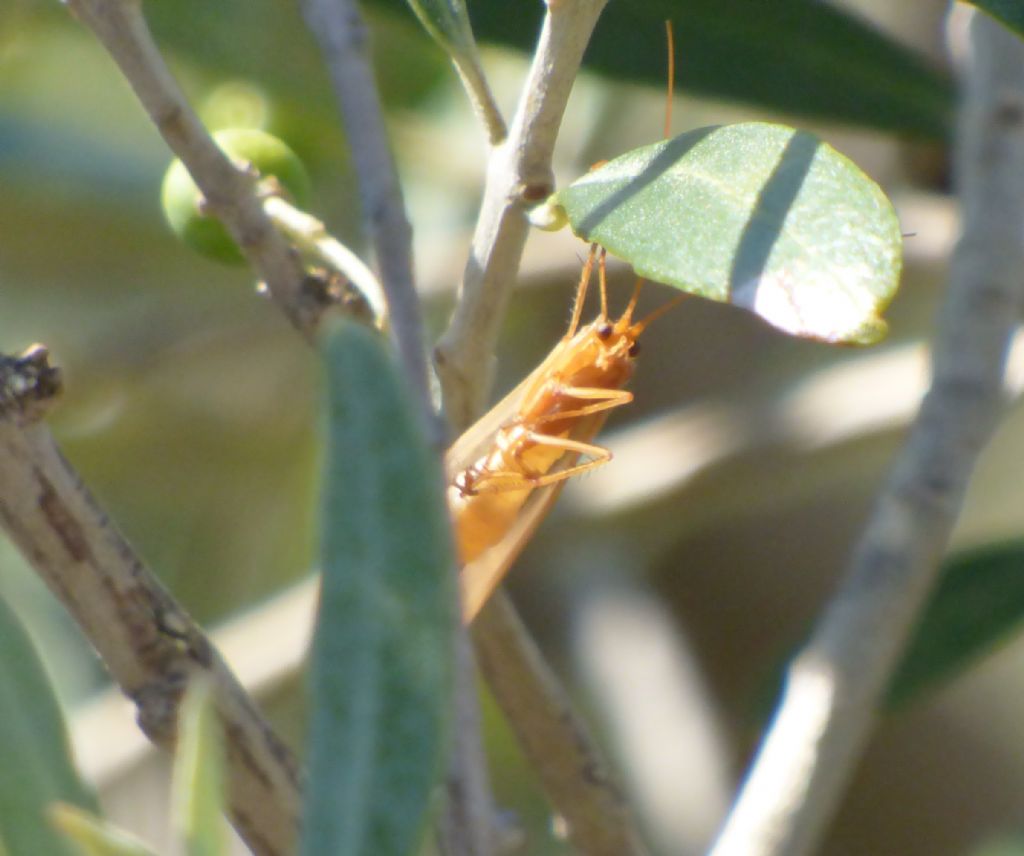 Tricottero Limnephilidae